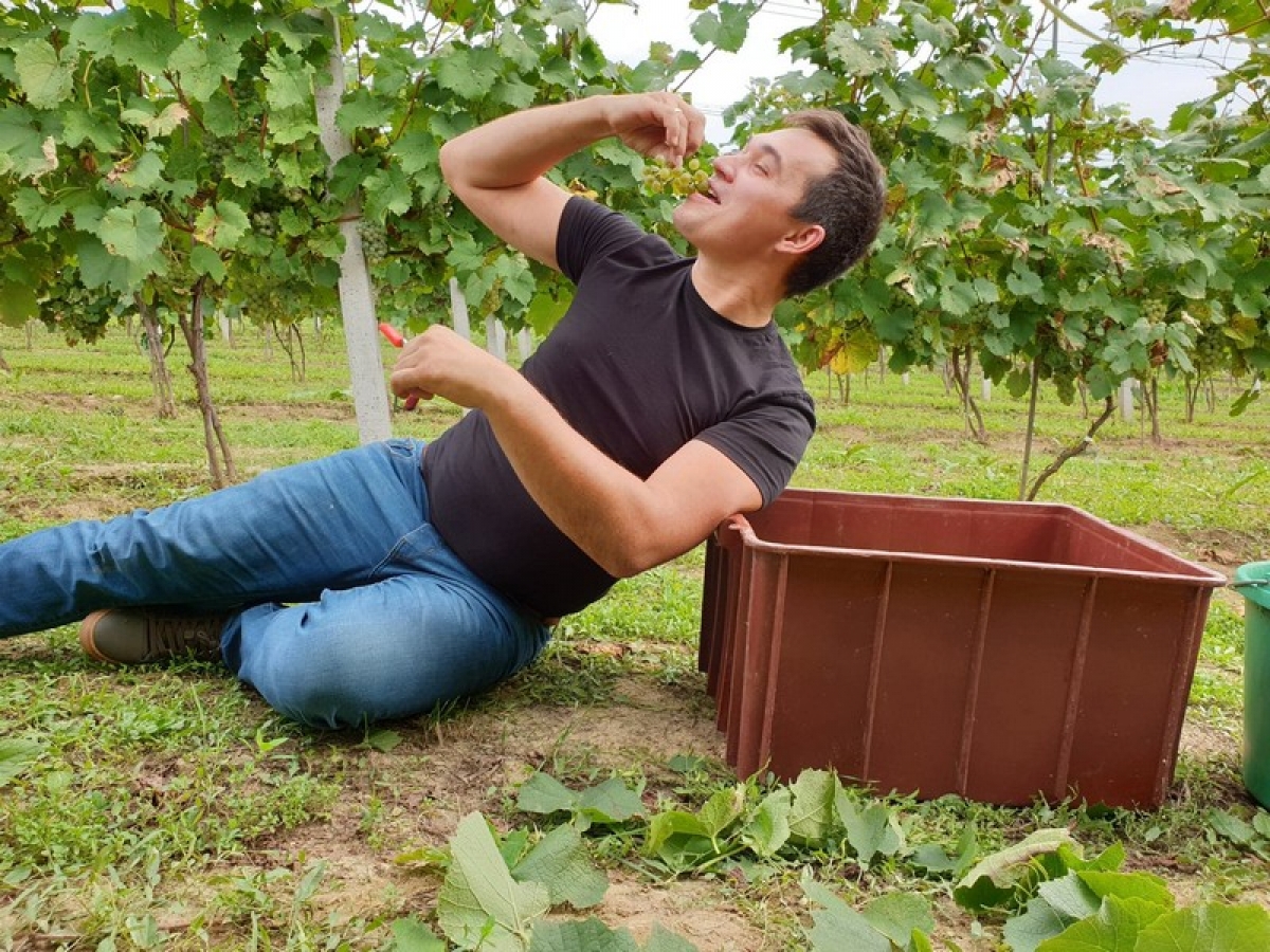 W PAW rozpoczęte winobranie 2019